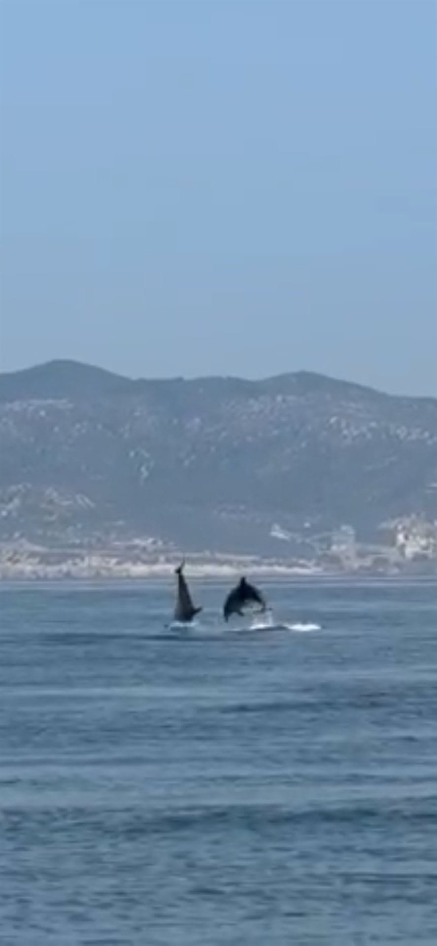 Pareja de delfines saltando frente a la costa del Garraf, Sitges